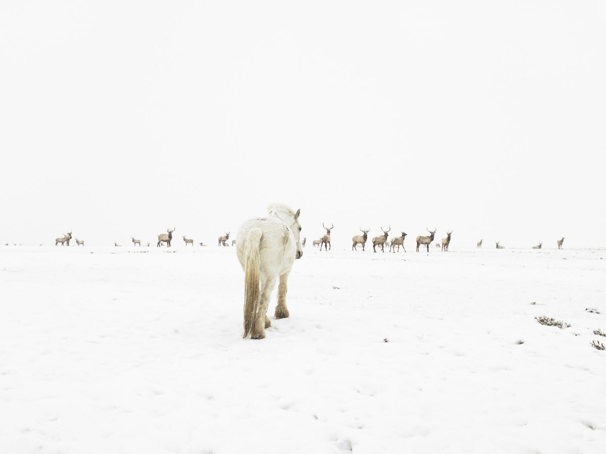 “Most of the cowboys I met in the American West were from Mexico or Peru, working under guest worker visas.”